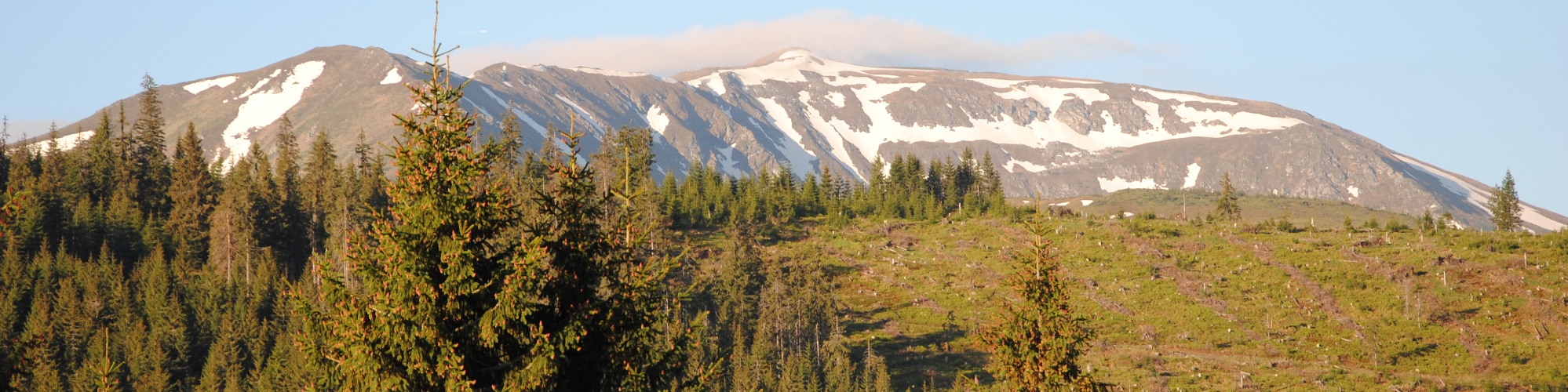 Carpathian spruce